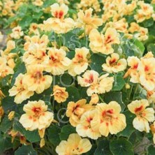 İdea Pazar Tropaeolum Peach Melba Latin Çiçeği Tohumu (10 Adet)