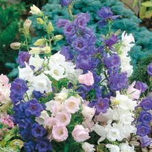 İdea Pazar Calycanthema ‘cup & Saucer’ Campanula Karışık Çan Çiçeği Tohumu (100 Tohum)
