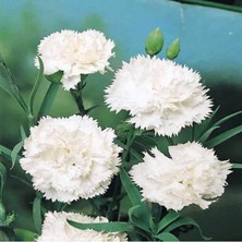 İdea Pazar Chabaud White Katmerli Karanfil Çiçeği Tohumu(70 Adet)