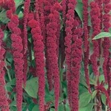 İdea Pazar Sarkan Red Giant Amaranthus(Horoz Ibiği) Çiçeği Tohumu( 50 Tohum)