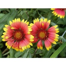 İdea Pazar Indian Blanket Gaillardia Gayret Çiçeği Tohumu(30 Adet)