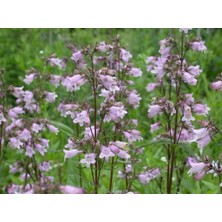 İdea Pazar Sweet Lady Penstemon Çiçeği Tohumu(50 Adet)