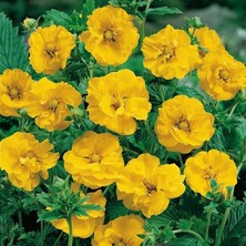 İdea Pazar Soğuklara Dayanıklı Katmerli Yellow Beauty Geum Çiçeği Tohumu(20 Tohum)