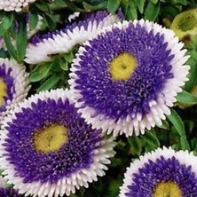İdea Pazar Pompon Blue With White Centre Aster Çiçeği Tohumu (50 Tohum)