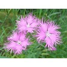 İdea Pazar Püsküllü Pembe Dianthus Çiçeği Tohumu(50 Adet)