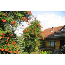 İdea Pazar Pembe Trompet Campsis Radicans Çiçeği Ağacı Tohumu(5 Tohum)