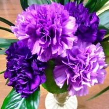 İdea Pazar Chabaud Violet Katmerli Karanfil Çiçeği Tohumu(70 Adet)