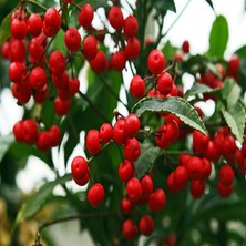 İdea Pazar Coralberry Tohumu(5 Tohum)