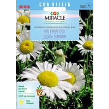İdea Pazar Miracle Krizantem Kır Papatyası Çiçeği Tohumu (100 Tohum)