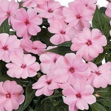 İdea Pazar Saksılık Wallerine Baby Pink Bodur Cam Güzeli Çiçeği Tohumu(20 Tohum)