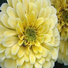 İdea Pazar Dahlia Çiçekli Isabellina Zinya Çiçeği Tohumu(40 Tohum)
