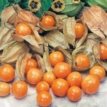 İdea Pazar Aroması Yüksek Doğal Yer Kirazı Altın Çileği Tohumu (10TOHUM)