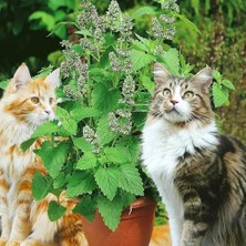 İdea Pazar Ata Tohumları Geleneksel Catnip Kedi Nanesi Tohumu (20 Tohum )