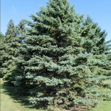 İdea Pazar Picea Glauca Beyaz Ladin Tohumu (10 Tohum)