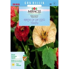 İdea Pazar Miracle Karışık Renkli Çin Çan Çiçeği Tohumu (50 Tohum)