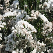 İdea Pazar Limonium Sinuatum Pure White Deniz Lavantası Tohumu(30 Tohum)