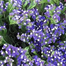 İdea Pazar Limonium Sinuatum Blue River Deniz Lavantası Tohumu (30 Tohum)