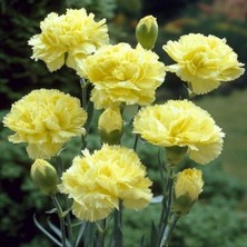 İdea Pazar Chabaud Yellow Karanfil Çiçeği Tohumu(70 Adet)