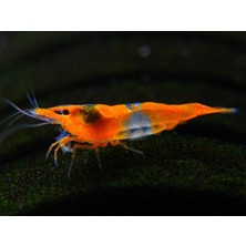Marimo Scape Marimolu Turuncu Rili ( 0,5-1 cm ) 5 Adet