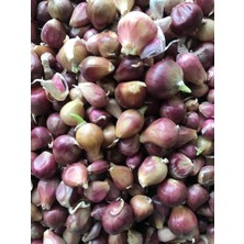 Karahasanoğlu Tarım Tek Diş Yerli Sarımsak Tohumu (Arpacık) 500 gr Tohum