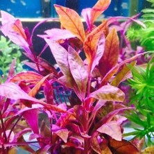 Mythriva Alternanthera Sessilis Akvaryum Bitkisi,canlı Bitki 5 Dal