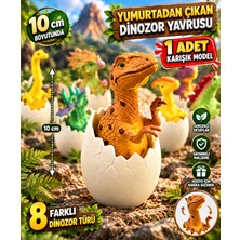 LRS Store Yumurtadan Çıkan Dinozor Figürleri 10 cm T-Rex-Raptor-Stegosaurus-Brachiosaurus Figür Oyuncak Dinozor Sever Çocuk Hediye