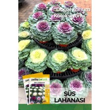Gy Atelier 20 Adet Süs Lahanası Çiçek Tohumu