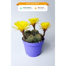 Gy Atelier Lobivia Arachnacantha Kolay Bakım Kaktüs 8.5 cm Saksıda