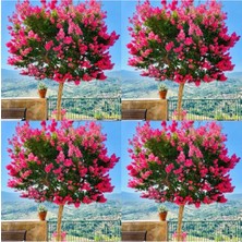 Gy Atelier Videolu Mis Kokulu 4 Adet Oya Ağacı Fidanı Tüplüsaksılı 30-60CM (Lacebark Pine Sapling)