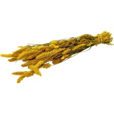Gy Atelier Kuru Çiçek Kurutulmuş Seterya Demeti Sarı