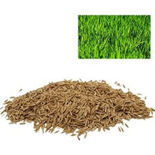 Gy Atelier Çim Tohumu 6mix 500GR