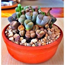 Gy Atelier Tohum Dünyam Lithops Taş Çiçek Tohumu- 15 Adet