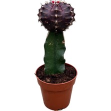 Betonish Gymnocalycium Mihanovichii - Bordo
