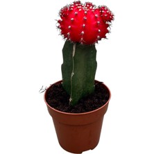 Betonish Gymnocalycium Mihanovichii - Kırmızı