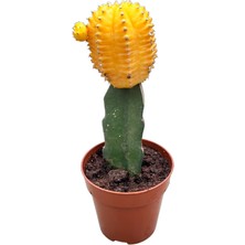 Betonish Gymnocalycium Mihanovichii - Sarı
