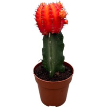 Betonish Gymnocalycium Mihanovichii - Turuncu
