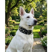Kozaklı Hakiki Deri Çivili Dikenli Köpek Koruma Tasması