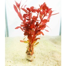 Moss Akvaryum Ammania Gracilis Red Canlı Akvaryum Bitkisi (5 Dal)