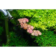 Moss Akvaryum Phyllanthus Fluitans Red Su Üstü Bitkisi (3 Kök 5-6 Yaprak)