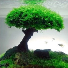 Moss Akvaryum Java Moss (30 cc Cup) Özel Tür Kolay Canlı Akvaryum Bitkisi