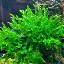 Moss Akvaryum Willow Moss (30 cc Cup) Özel Tür En Kolay Akvaryum Bitkisi Canlı Bitkisi