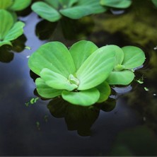 Moss Akvaryum 1 Kök Pistia (Su Marulu) Canlı Akvaryum Su Üstü Bitkisi