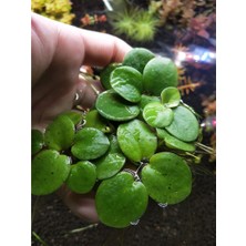 Moss Akvaryum Amazon Frogbit (Limnobium Laevigatum) Su Üstü Bitkisi 1 Kök 4-5 Yaprak