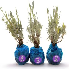 Eget Organik Lavanta Fidesi-6 Adet