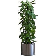 Happy Trend Çiçek Duvar Çıkartması, Iç/dış Mekan Kullanımı, Siyah Renk, 90 cm x 30 cm
