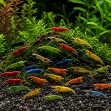 Akvona Neocaridina Karma Karides Paketi 20 Ad