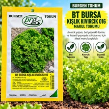 Burgen Tohum Bürgen Tohum Bt Bursa Kışlık Kıvırcık 016 Marul Tohumu 10 gr