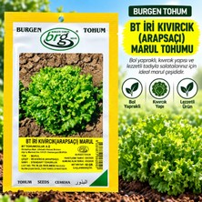 Burgen Tohum Bürgen Tohum Bt Iri Kıvırcık (Arapsaçı) Marul Tohumu 10 gr