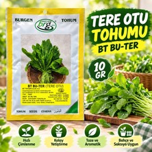 Burgen Tohum Tere Otu Tohumu 10 gr
