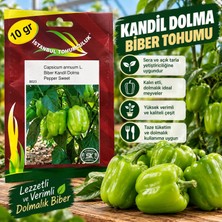 İstanbul Tohumculuk Kandil Dolma Biber Tohumu 10 gr